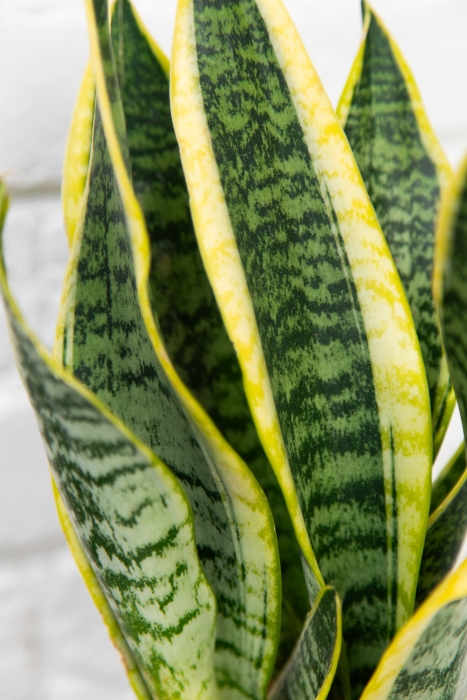 Сансевиерии "Набор для рабочего стола" в PURO 20