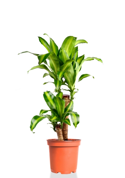 Драцена Массанжеана 2 ствола 19/100 см