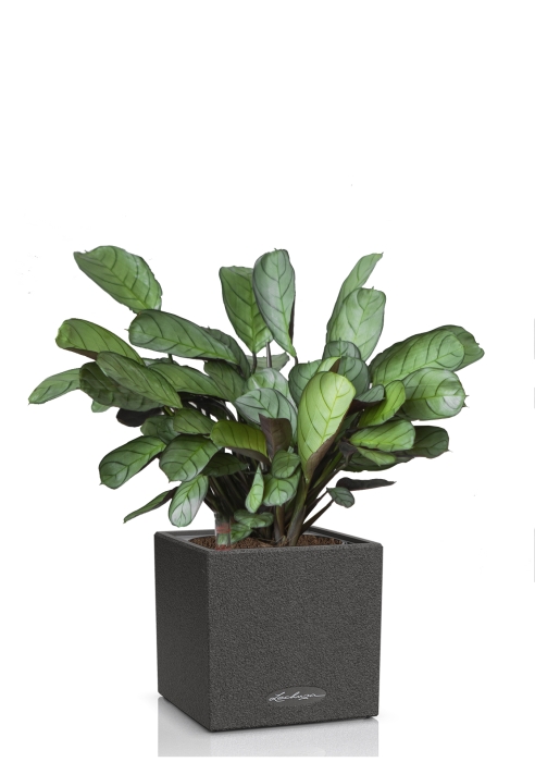 Ктенанта Амагрис в CANTO STONE 14, графитовый черный