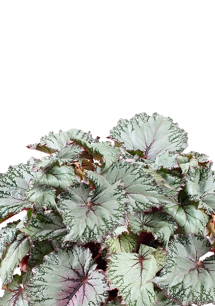 Бегония Белиф Хавайн Сильвер 13/25 см в CUBE GLOSSY KISS 14