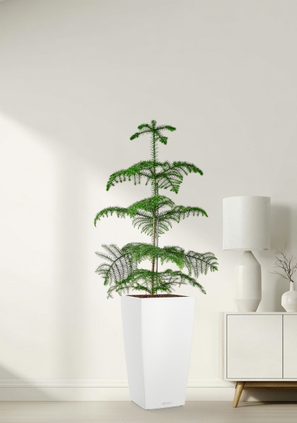 Араукария гетерофилла 24/110 в CUBICO COLOR 30