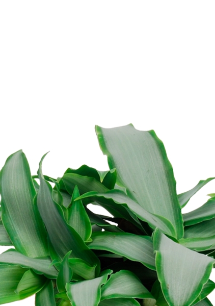 Мурдания в CUBE GLOSSY 14