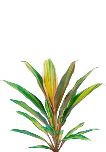 Кордилина Киви 12/35 см