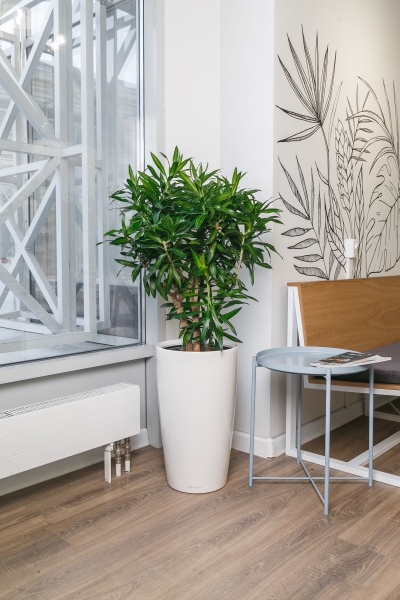 Драцена Песнь Ямайке 27/90 см