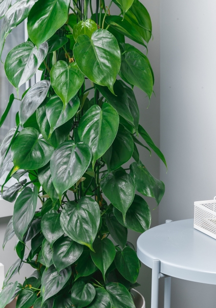 Филодендрон Сканденс на решетке 27/160 см в CANTO STONE LOW 30