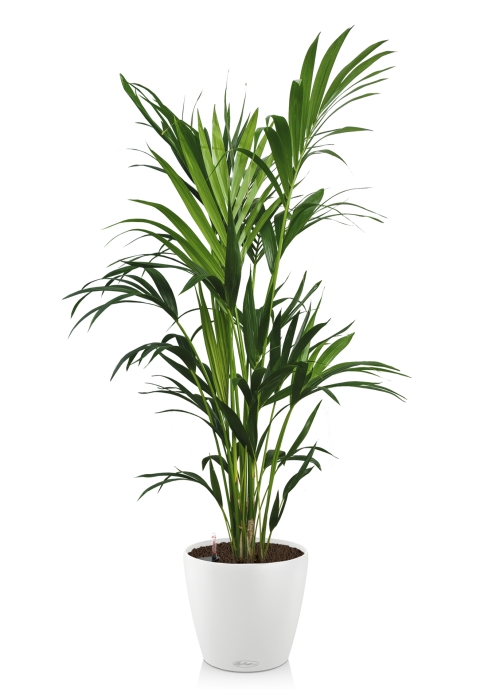 Ховея Кентия 27/190 см в CLASSICO COLOR 43, белый