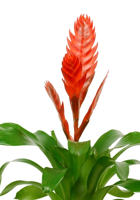 Вриезия красная в PURO 20