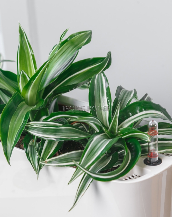 Драцена Сюрприз в DELTA 20