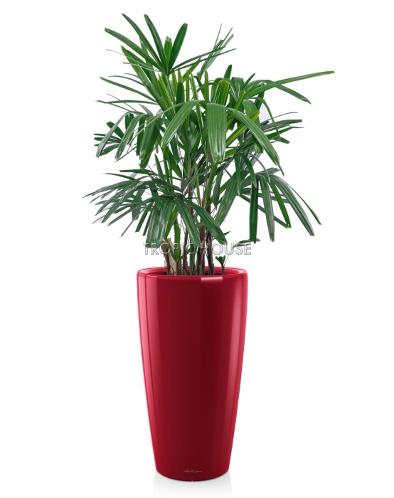 Рапис RONDO 32/130 см Ярко-красный блестящий