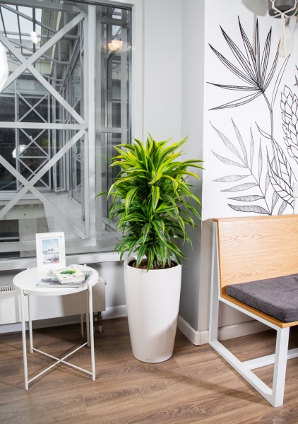 Драцена Лемон Лайм бранч в RONDO 32