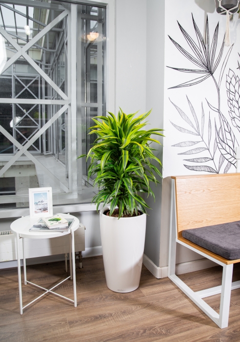 Драцена Лемон Лайм бранч в RONDO 32