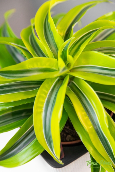 Драцена Лемон Лайм розетка 12/20 Драцена Лемон Лайм розетка 12/20