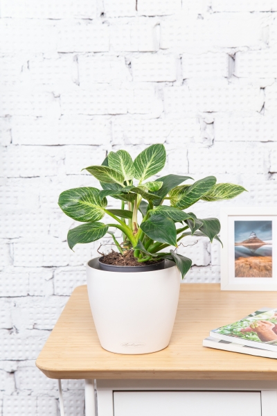 Филодендрон Биркин 14/40 см Филодендрон Биркин 14/40 см