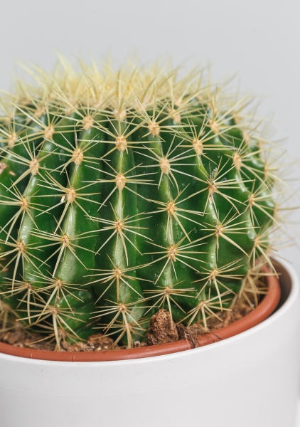 Эхинокактус Грузони 25/25 см