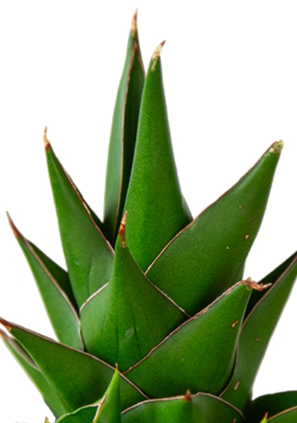 Сансевиерия Аббей Краун 12/25 см