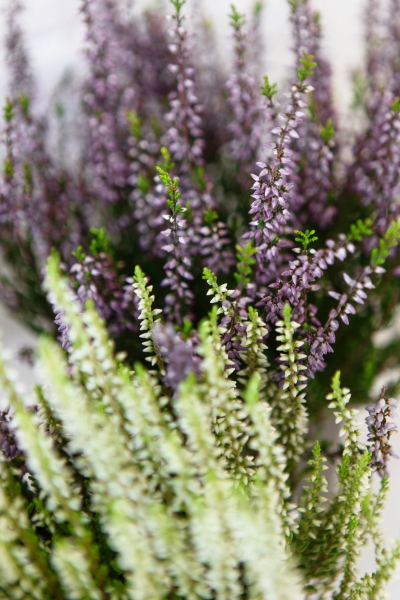 Вереск (Эрика) белый 12/30 см