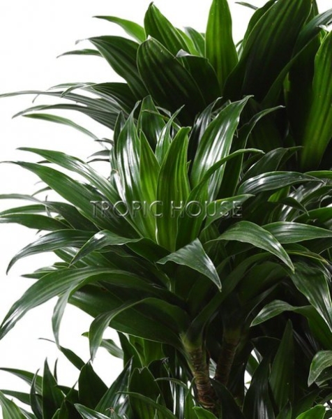 Драцена Компакта в RONDO 32