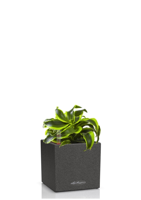 Драцена Торнадо в CANTO STONE 14, графитовый черный