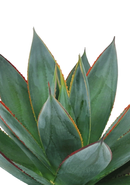 Агава Шака Зулу 15/30 см