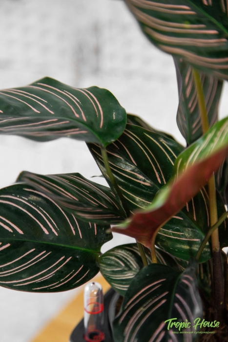 Калатея Сандериана в PURO 20