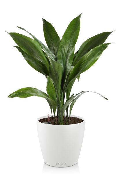 Аспидистра в CLASSICO Color 28 Аспидистра в CLASSICO Color 28