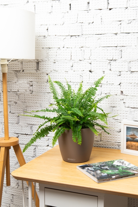 Нефролепис в CLASSICO 21