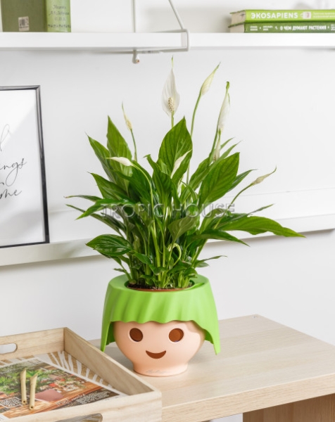 Спатифиллум 12/35 см в OJO Спатифиллум 12/35 см в OJO