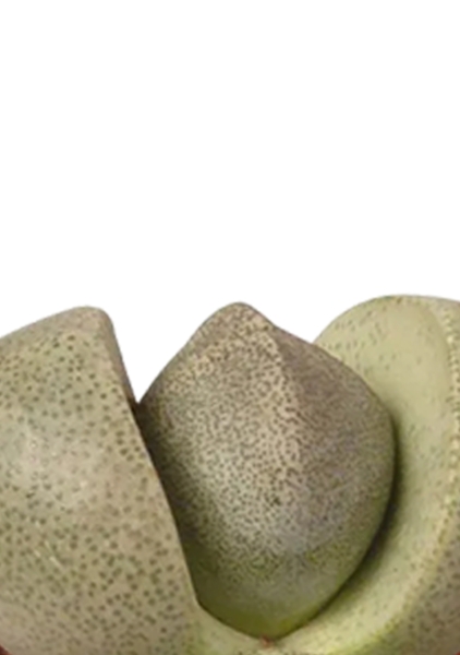 Суккулент Литопс 5/10 см в MINI DELTINI 10 Суккулент Литопс 5/10 см в MINI DELTINI 10