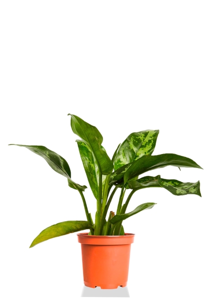 Аглаонема Цитронелле 12/30 см Аглаонема Цитронелле 12/30 см