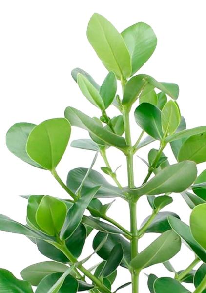 Клузия Росеа Принцесс 17/55 см