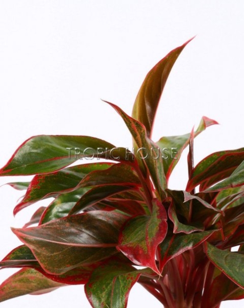 Аглаонема Крит в DELTA 20