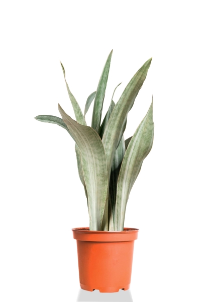 Сансевиерия Обритниана Металлика 14/50 см Сансевиерия Обритниана Металлика 14/50 см