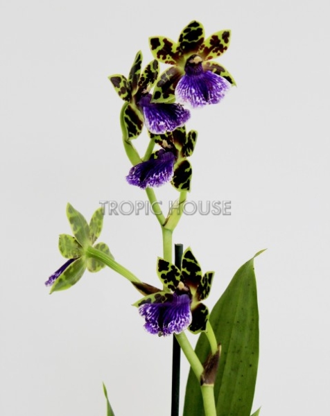 Орхидея Зигопеталум в ORCHIDEA 18 Орхидея Зигопеталум в ORCHIDEA 18