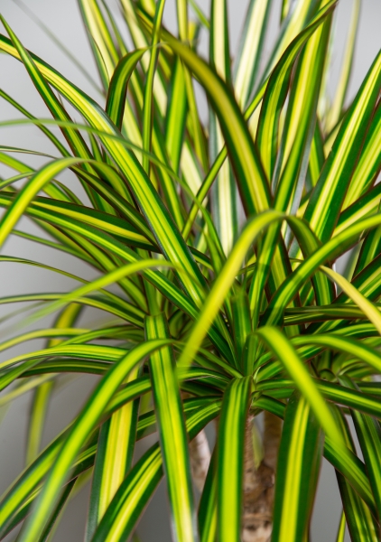 Драцена Маргината Санрей 3 ствола 21/110 см