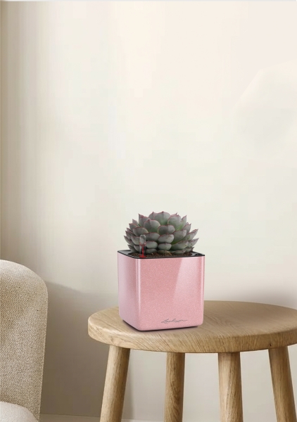 Эхеверия микс 10 см в CUBE GLOSSY KISS 14 Эхеверия микс 10 см в CUBE GLOSSY KISS 14