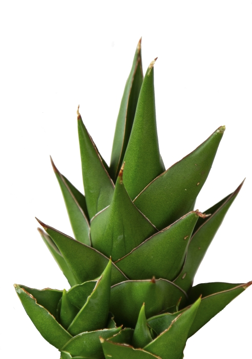 Сансевиерия Аббей Краун в PURO 20