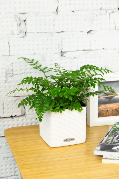 Папоротник Парвати 12/25 см