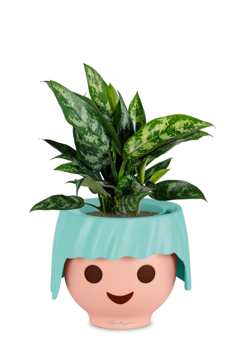 Аглаонема Мария в OJO, голубой