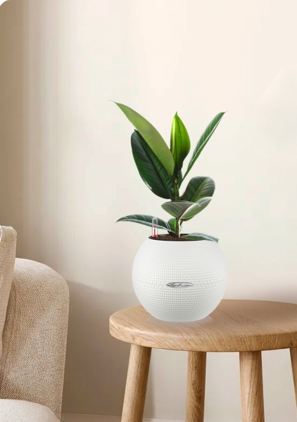 Фикус Эластика Робуста 12/40 см в PURO 20 Фикус Эластика Робуста 12/40 см в PURO 20