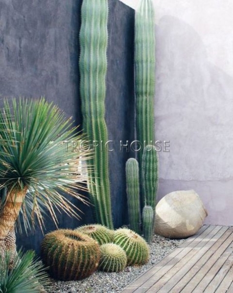 Кактус Грузони в RONDO 40 Кактус Грузони в RONDO 40