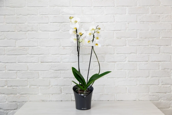 Орхидея Фаленопсис Кембридж белая 12/70 см