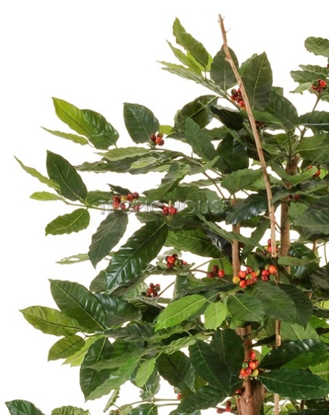 Кофейное дерево с плодами