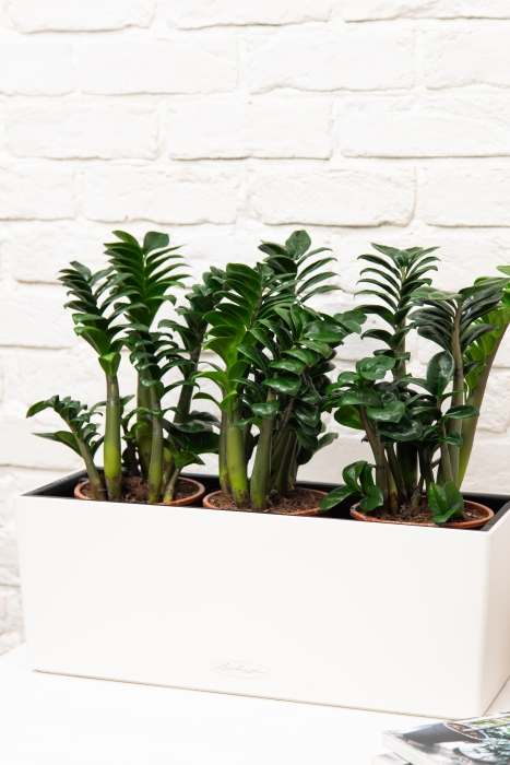 Замиокулькас Зензи в BALCONERA COLOR 50