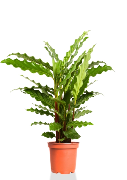 Калатея Руфибарба 12/50 см