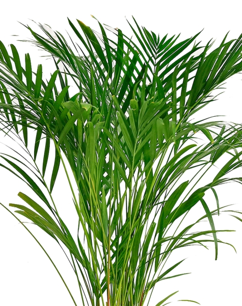 Хризалидокарпус Арека 19/120 см в CANTO STONE LOW 30