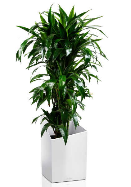 Драцена Джанет Крейг бранч в CURSIVO 30 Драцена Джанет Крейг бранч в CURSIVO 30