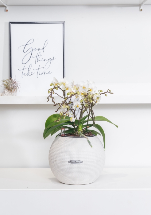 Фаленопсис мини белый в PURO 20