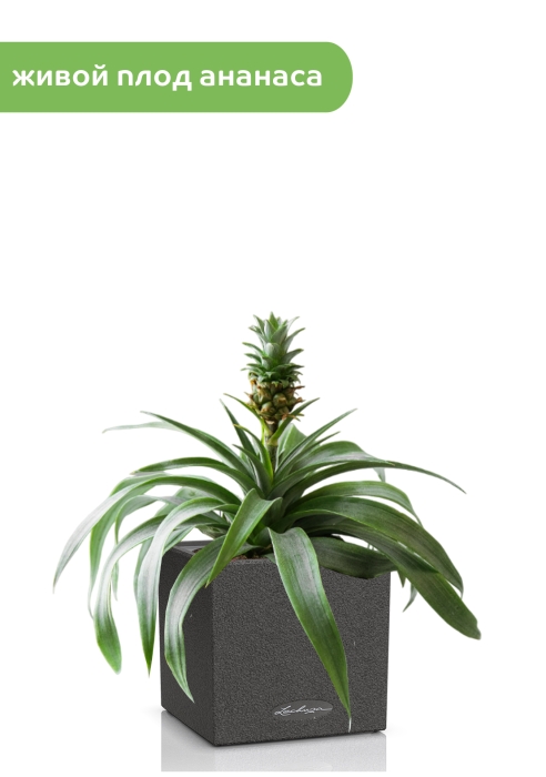 Ананас в CANTO STONE 14, графитовый черный