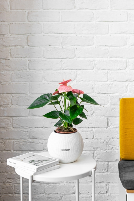 Антуриум розовый в PURO 20