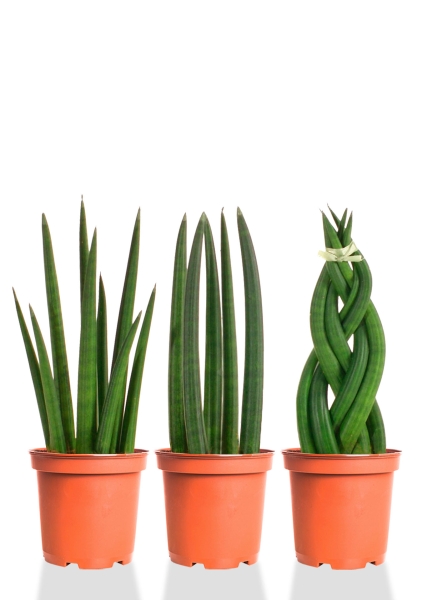 Набор из 3-х мини сансевиерий 10/25 см